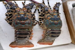 Wild Caught Tiger Lobsters from Kenya